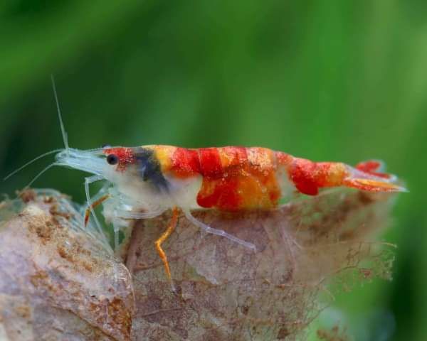 Vendo várias neocaridina de grade A
