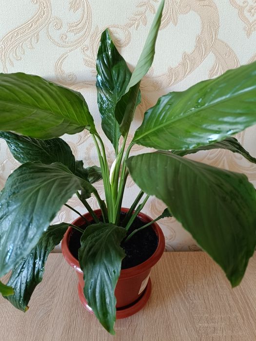 Продається спатіфилум.