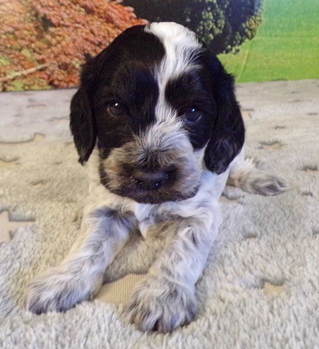 Cockapoo F1 , prześliczna, unikalna  sunia Blue Roan