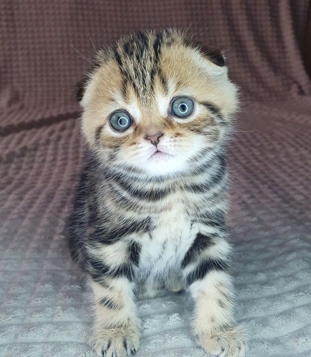 Красунчик Лабубу