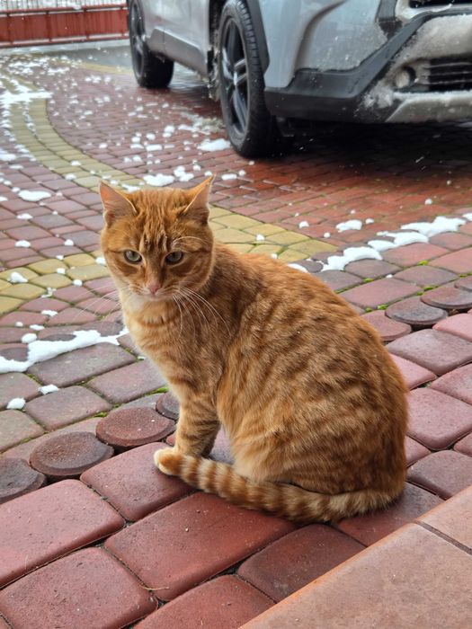 Bolek i Lola, dwa rude kociaki
