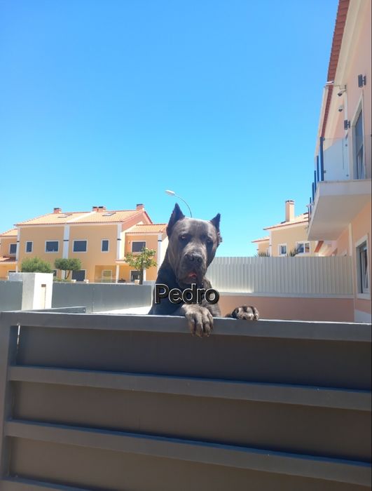 Cane corso montas