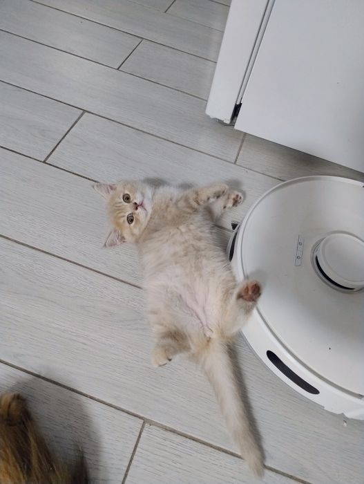 Шотландські кошенята