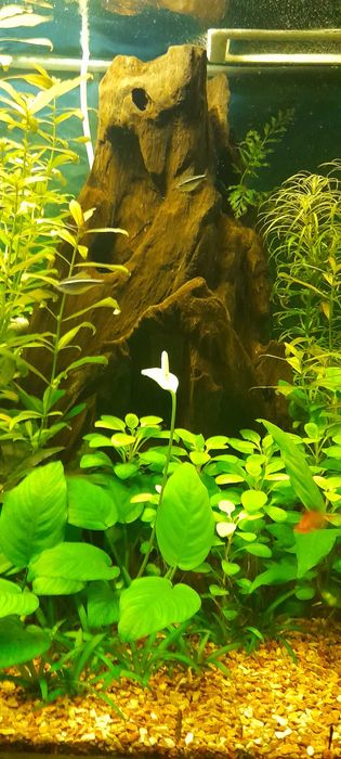 ПРОДАМ! Аквариумные растения