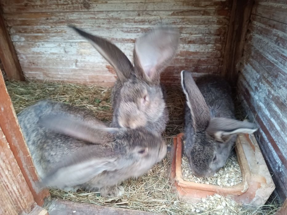 Królik belgijskie młode