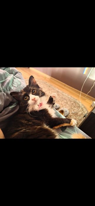 Віддам в хороші руки