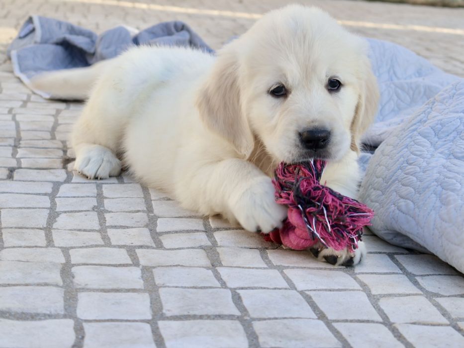 Golden Retriever fêmea com LOP