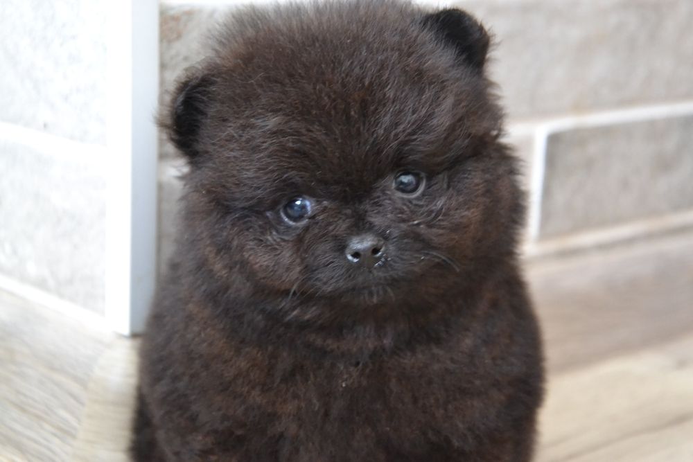 Pomeranian  FCI UKU. Delivery