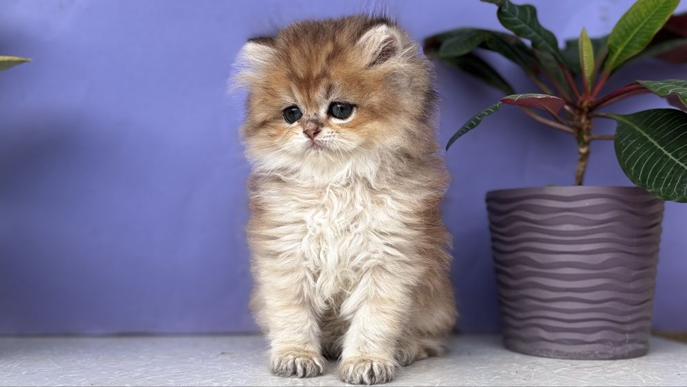 Милий котик золотлї шиншили