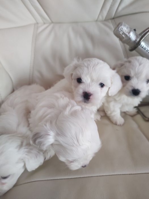 Мальтійські болоночки