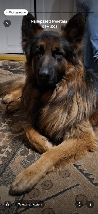 Owczarek niemiecki  długowłosy