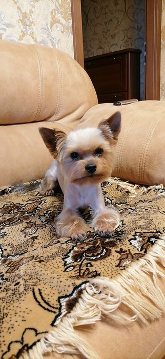 Цуценята йоркширського тер'єра 05.12.25р.