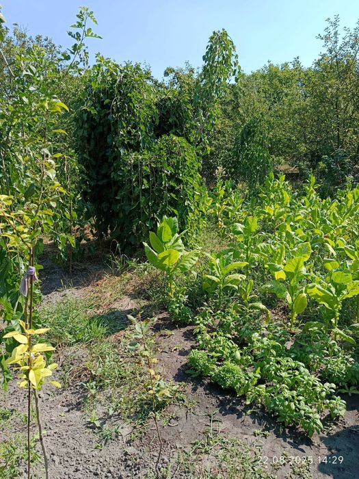 Шовковиця саджанець штамбова плакучая шелковица саженец (обмен)