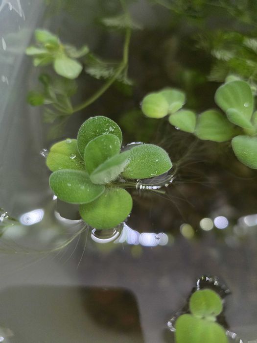 Plantas aquário