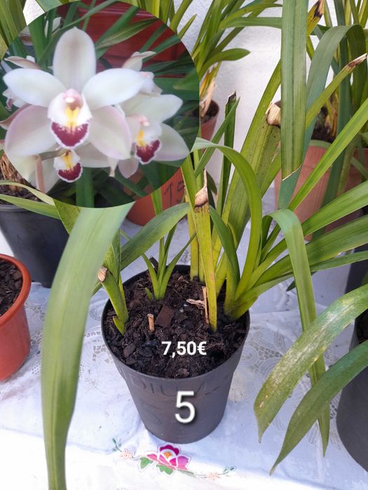 Orquídeas Lindas de várias cores