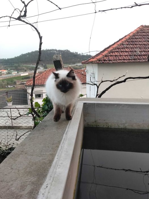 Gatinho siamês com menos de um ano