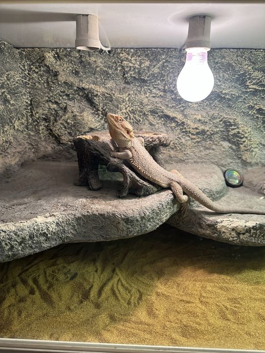 Terrarium i dwie agamy brodate