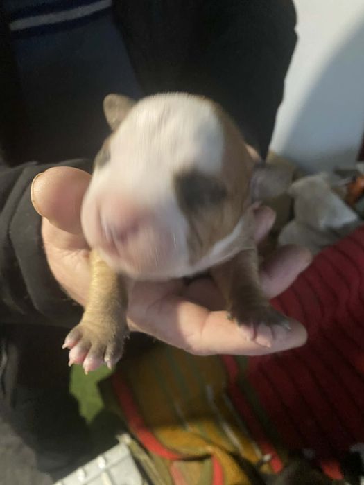 Цуценята Амстаффа Бронь !