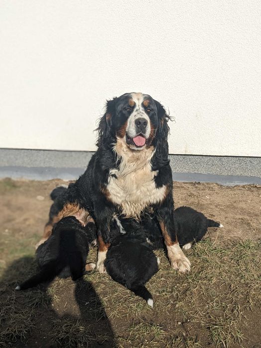 Berneński Pies Pasterski szczenię suczka