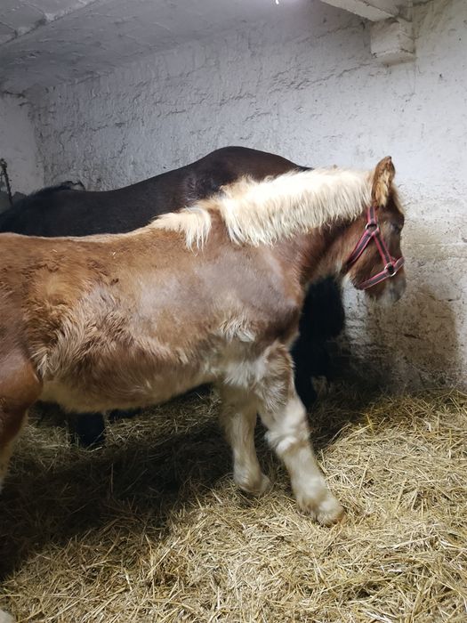 Sprzedam ogierka zimnokrwistego