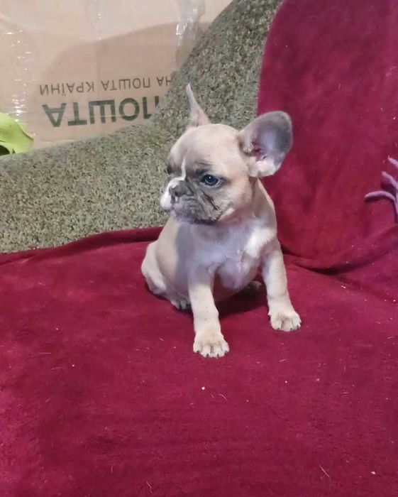 Французский бульдог