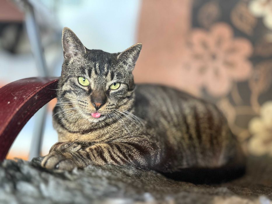 Portos – piękny burasek do adopcji