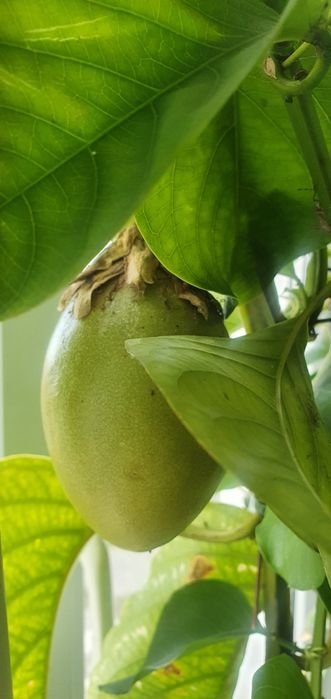 Passiflora Quadrangularis пассифлора квадрангуларис

Сорт предположите