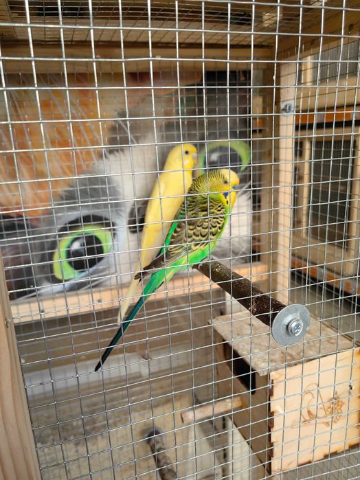 papuga,papugi faliste ,samce , samiczki