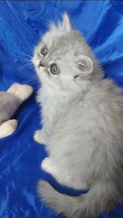 Серого пепельного белого Серебристого шиншиллу котёнка