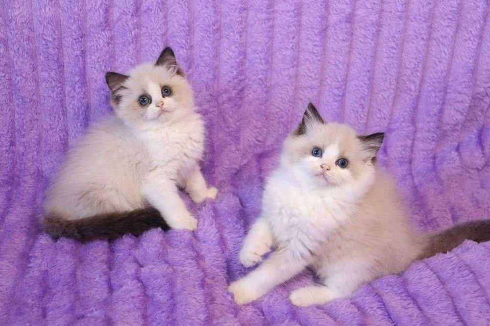 Продам кошенят регдолл від титулованих батьків