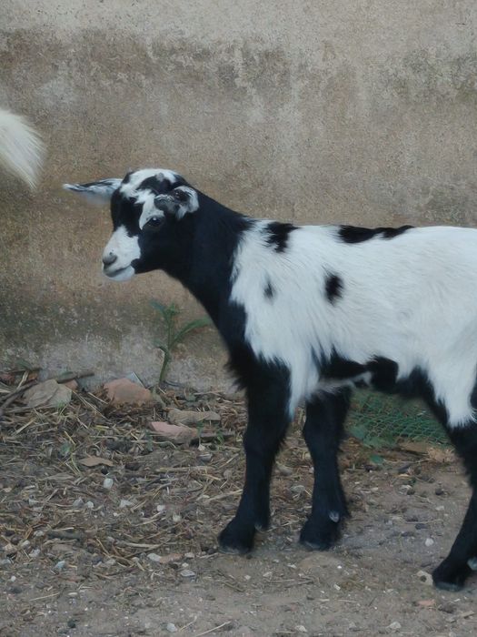 Cabrito com 1 mês
