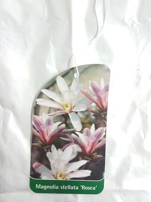 Etykiety kolorowe ze zdjęciem na MAGNOLIE różne rodzaje