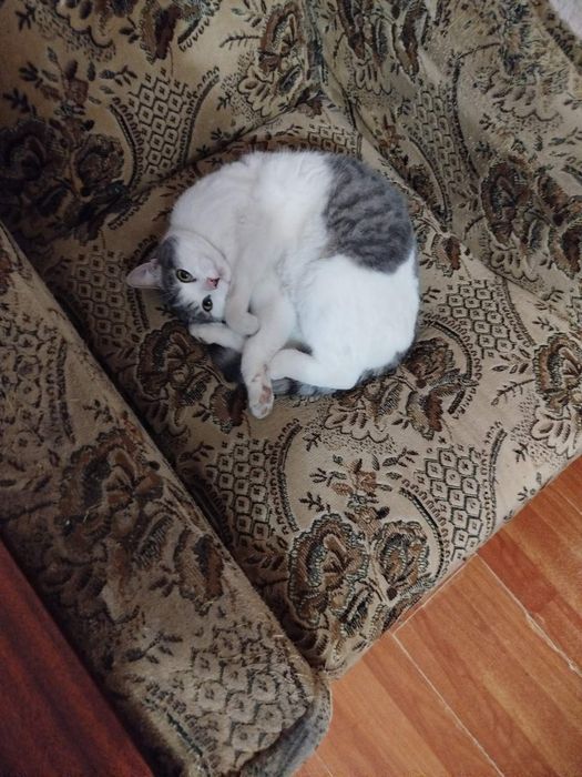 Віддам кішечку в добрі руки