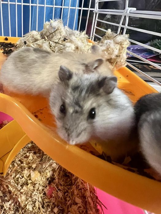 Продам джунгарских хомяков