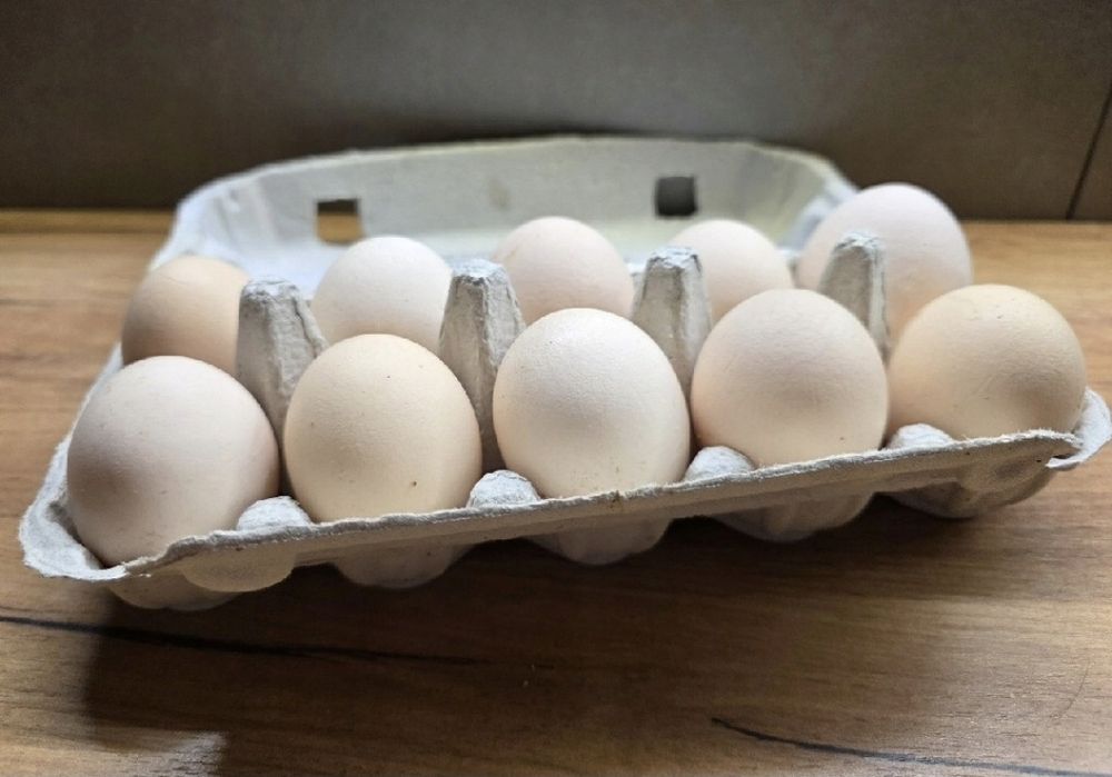 Świeże Jajka prosto od kur z wolnego wybiegu