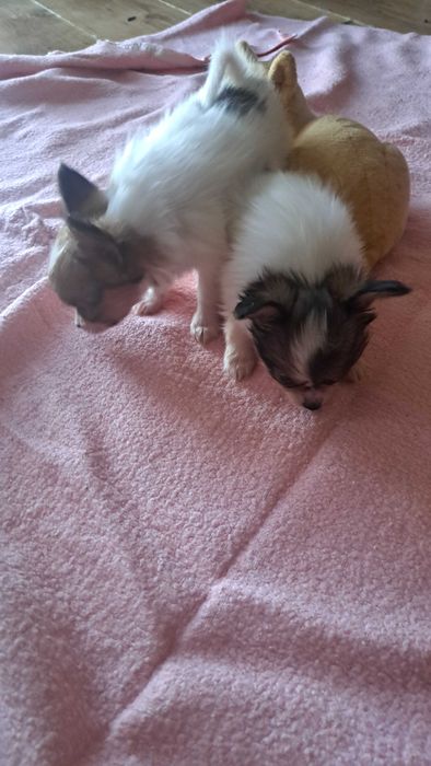 Spaniel kontynentalny Papillon sunia