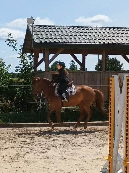 Wałach cztery lata 147cm