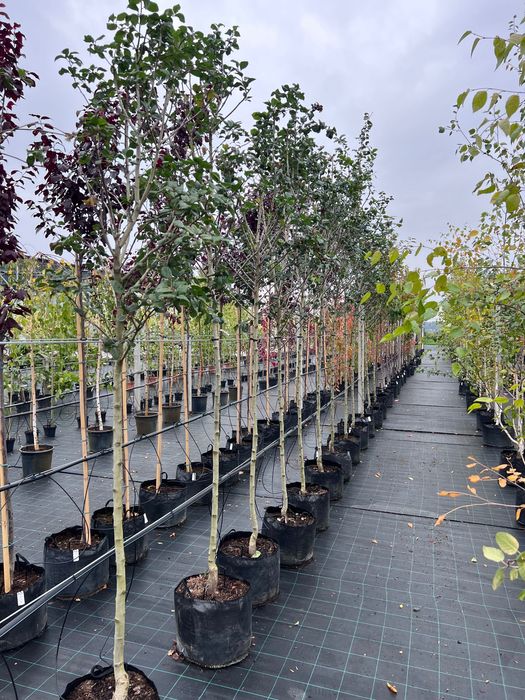 Głóg śliwolistny Cratageus prunifolia ‚Splendens’ obw. 8-10cm