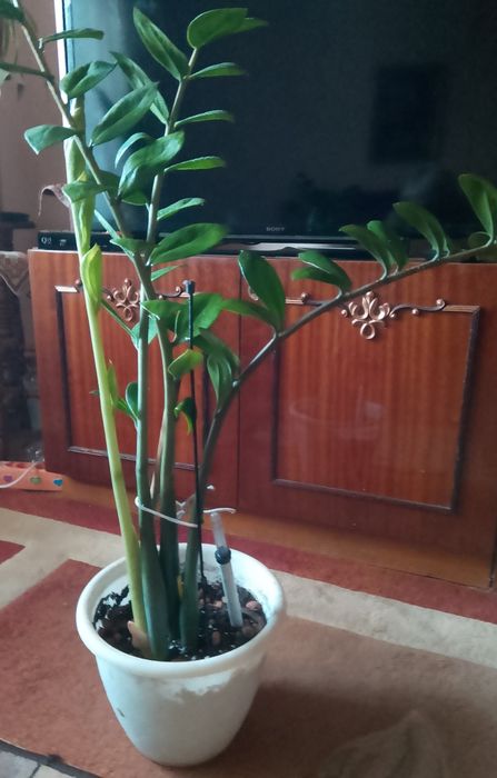 Заміокулькас(доларове дерево)