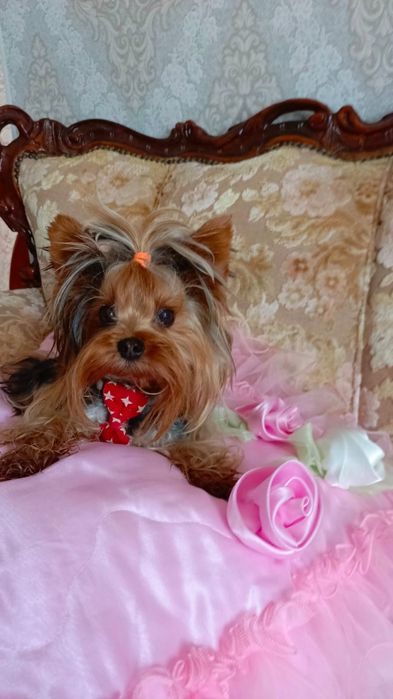 вязка міні йоркшерский тер'ер