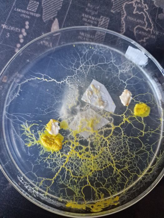 Physarum polycephalum sklerocjum 1 szt blob Śluzowiec do hodowli