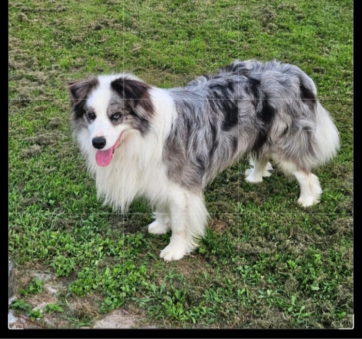 Suczka Border Collie ZKwP FCI czarno biała