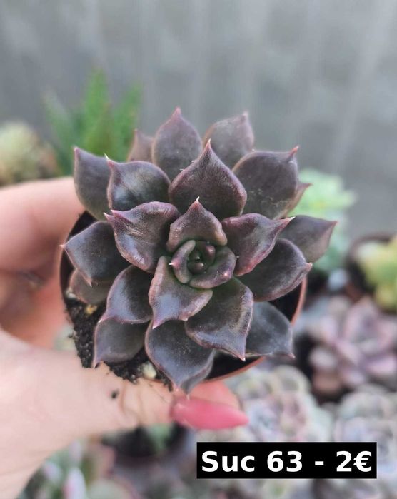 Suculentas lindas: echeverias, aeonium, variegata etc