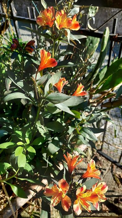 Árvore com orquídea na base em vaso grande.
