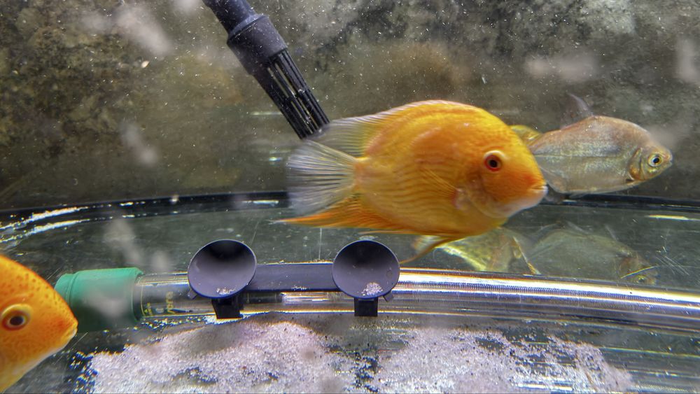 Casal severum Gold