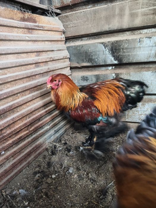 Casal Brahmas Perdiz Dourado