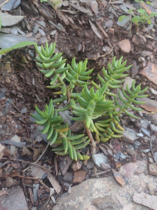 Plantas Suculentas Diversas