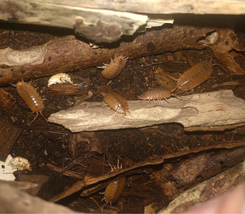 Мокриці (оранжеві і панди )