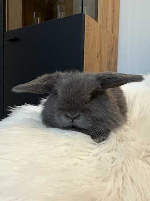 Króliki baranek miniaturka karzełek mini lop