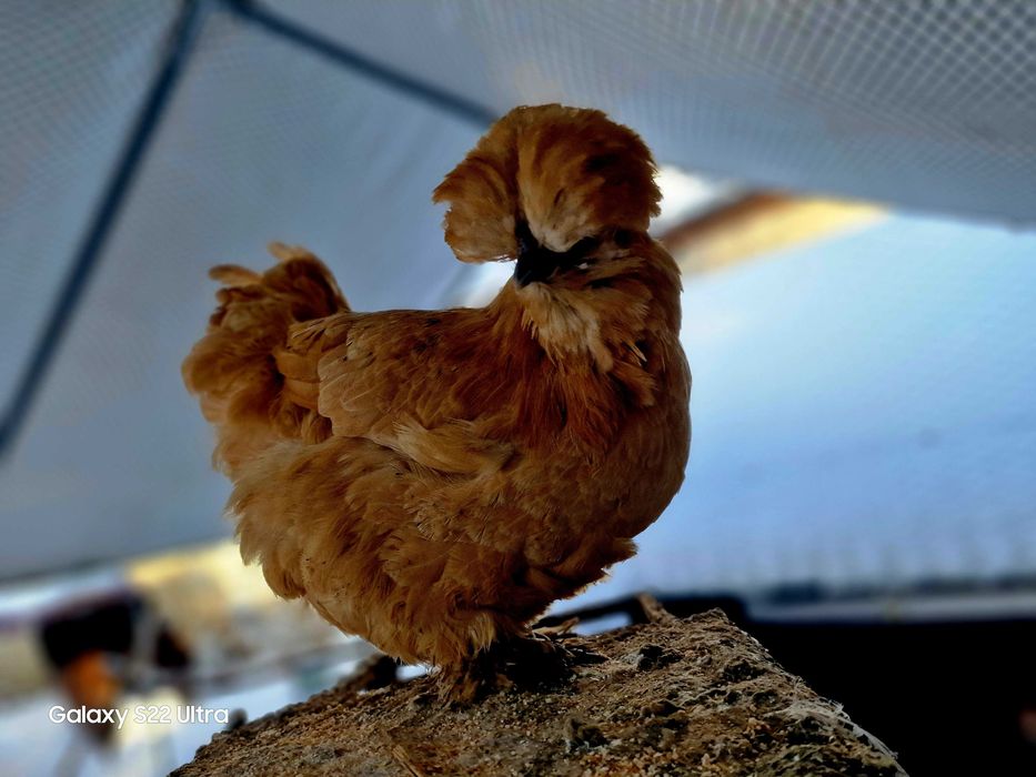 Jajka lęgowe silka jedwabista/satynowa/lokowana/wysyłka